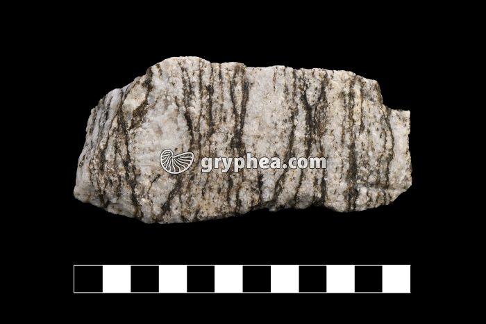 Gneiss - échantillon - gryphea.com